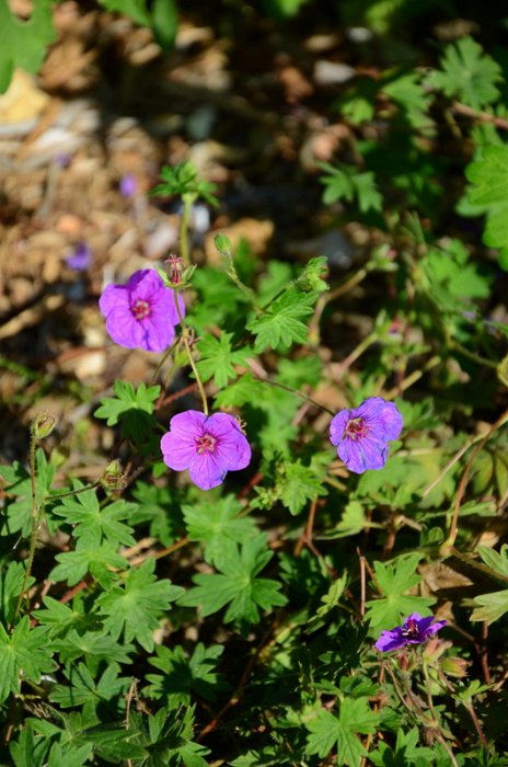 Geranium x 'Brookside'